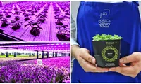 Producătorul de plante Ultragreens a ajuns și pe piața din Bulgaria. Firma are cea mai mare seră verticală din Europa