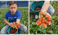 Cât câștigi la cules de căpșuni în România. „E anunțul perfect”