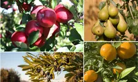 Avertisment sumbru: Românii și-ar putea lua ADIO de la fructele și legumele tradiționale din cauza climei. „Nu vedem grâu sau porumb acolo, ci milioane de hectare cu livezi de măslini”