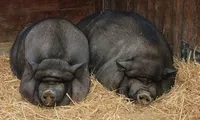 Rasa de porc pe cale de dispariție în România. Carnea lui este o delicatesă. Statul ar putea ajuta financiar fermierii pentru a putea crește porcii