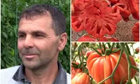 Succesul unui fermier care vinde roșii de jumătate de kilogram! „Au 500-600 de grame. Cel mai important este că sunt maturate natural”