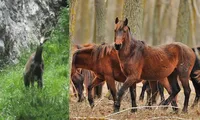 Specia de animale zărită în România care ar putea dispărea curând! Unde o poți întâlni și ce șanse sunt ca aceasta să supraviețuiască