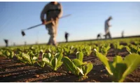 APIA începe plata subvențiilor ANT. Fermierii primesc banii în perioada următoare