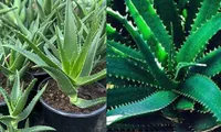 Aloe Vera, planta care îți înfrumusețează casa și îți îngrijește sănătatea. Cum să o îngrijești corect