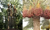 Arborele exotic care aduce profituri uriașe în plină criză