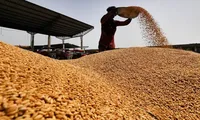 UE prognozează o producție a României de 11 milioane de tone de grâu. Ar reprezenta o creștere cu 21% față de media ultimilor cinci ani