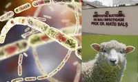 Alertă sanitară în România: posibil caz de antrax la Institutul „Matei Balș”. O femeie a murit după ce a mâncat carne de oaie