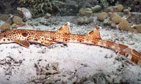 O nouă specie de rechin de recif a fost identificată în Papua Noua Guinee