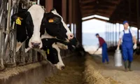 APIA a plătit peste 6 milioane de lei crescătorilor de animale pentru serviciile de ameliorare a raselor