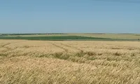 Agricultura începe să schimbe balanța comercială a României. BNR: Exporturile de materii prime agricole au crescut cu 13,9%