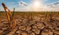ANM avertizează: Canicula și seceta pun presiune pe culturile agricole. Porumbul și floarea-soarelui, printre cele mai afectate