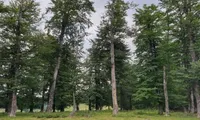 Scădere puternică în sectorul silvic. Cifra de afaceri a unităților silvice s-a redus cu peste 21% în 2025