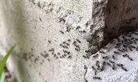 Furnicile care „fură” nasturi: O colonie a muncit toată noaptea pentru a desprinde unul de pe o haină