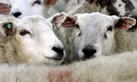 50 de oi, transportate ilegal și fără crotalii, depistate la Vaslui. Animalele vor fi eutanasiate