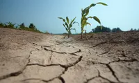 Seceta lovește puternic agricultura din Arad. Aproape 80.000 de hectare de culturi, calamitate
