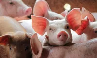 Ajutor de stat de 59 de milioane de lei pentru crescătorii de porci. Câți bani pot primi fermierii