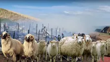 Pierderi uriaşe pentru un afacerist din Botoşani. Peste 250 de oi au pierit într-un incendiu