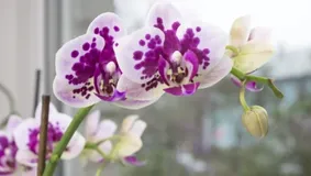 Menține orhideea înflorită cu un aliment banal. Se pune în apă o dată la 10 zile