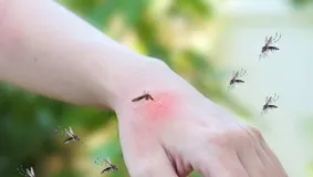 Metode naturale care te scapă de țânțari. Funcționează și în cazul muștelor