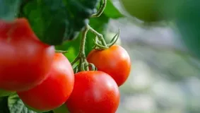 Mulți români cultivă roșii, dar fac o mare greșeală. Trucul care ajută pentru tomate perfect coapte