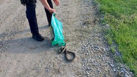 Locuitorii unui oraș din România sunt îngroziți: Șerpi de un metru jumătate pe străzi