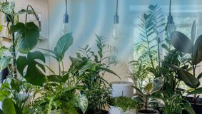 Plantele care elimină energia negativă din casă. Te feresc de necazuri