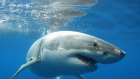 Cine era românca ucisă de un rechin în Egipt - Detalii cutremurătoare
