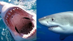 Câte persoane au fost atacate de rechini în Marea Roșie. Românca Roxana Donisan și turista din Austria nu sunt singurele sfâșiate de rechinul Mako în stațiunile egiptene