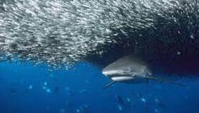 Cine este românca ucisă de rechin în Egipt. Locul unde s-a petrecut tragedia
