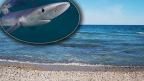 Cât de PERICULOȘI sunt rechinii din Marea Neagră. Câinele de Mare, unicul PRĂDĂTOR din adâncuri