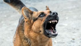 Copil de 3 ani, desfigurat de un câine maidanez. A fost atacat pe stradă