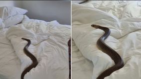 S-a trezit cu un șarpe lung de 2 metri, veninos, în dormitor: “Stătea în pat și se uita la mine”