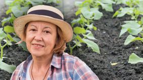 Ce să nu plantezi niciodată lângă castraveți. Se va distruge toată recolta