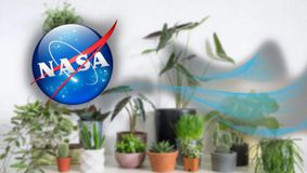 Planta care curăță aerul din casă în doar 24 de ore. Chiar experții de la NASA o recomandă