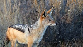 Bestiile încep să facă victime. O femeie din Arad a fost mușcată de un șacal chiar lângă primăria orașului