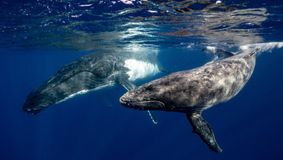Australia a fost zguduită de o nouă tragedie sâmbătă dimineața: O barcă a fost lovită de o balenă în largul coastelor estice