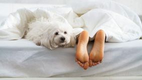 De ce doarme câinele la picioarele tale, de fapt. Motivul este mai profund decât credeai