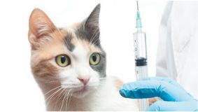 Ce trebuie să faci după ce ai sterilizat pisica. E foarte important să ții cont de aceste lucruri