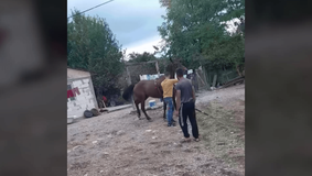 Scene revoltătoare. Bărbat filmat când își biciuiește calul și-l forțează să tragă o camionetă înfrânată, ca să-l poată vinde scump VIDEO