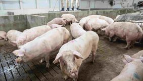 Comuna din România unde se va construi cea mai mare fermă de porci din Europa. Investiția e 100% românească