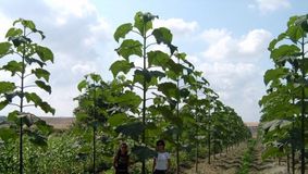 Revoluția Verde: Paulownia, Copacul care Poate Eradica Sărăcia cu Venituri de 30.000 Euro/ha!