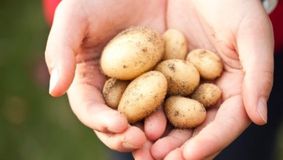 Cum Să Plantezi Cartofii Pentru O Recoltă Abundentă &#8211; Sfaturi și Perioade Optime