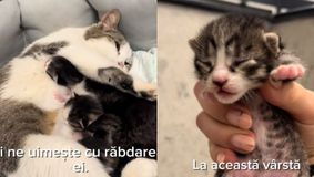 Ce se întâmplă cu pisica care a mers să nască la veterinar, după ce a devenit virală! Medicii au făcut anunțul despre puiuții ei