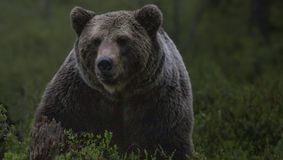 Turistă din Marea Britanie, sfâșiată de urs pe Transfăgărășan! Femeia a scos mâna pe geam pentru a fotografia animalul sălbatic