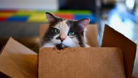 Pisică din Utah salvată după ce a fost expediată accidental într-un colet Amazon către California