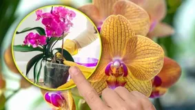 Descoperă secretul grădinarilor: Cum să ai orhidee înflorite tot anul cu doar o linguriță de cafea!