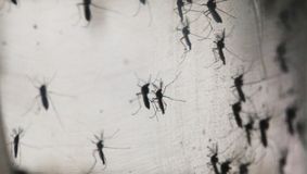 Majoritatea populației globale, expusă riscului de boli de ţânţari până la sfârşitul secolului