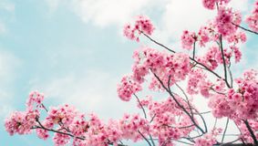 Duminica Floriilor va fi sărbătorită pe 28 aprilie 2024