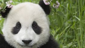 O nouă pereche de urşi panda gigant va ajunge la Grădina Zoologică din San Diego