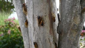 Invazie rară de cicade în Statele Unite, un fenomen natural nevăzut de secole